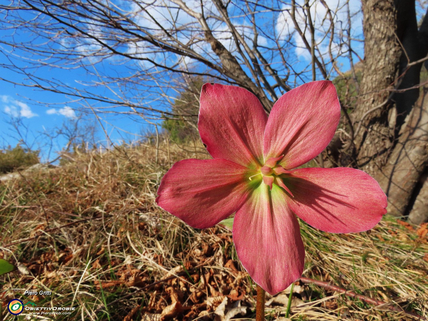 55 Helleborus niger (Ellebori) in piena rossa fioritura.JPG
